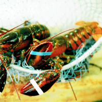live_lobster_market